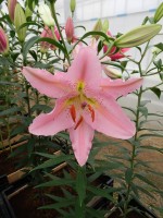 [5375 Le Chic VZ No01.JPG]